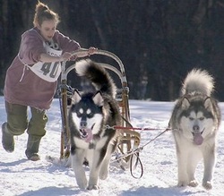 CKC and AKC Purebred Alaskan Malamutes Bert and Ernie running in a Alaskan Malamute sled dog race