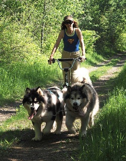 Dog scooter picture with Ernie and Ooky, my Alaskan Malamutes