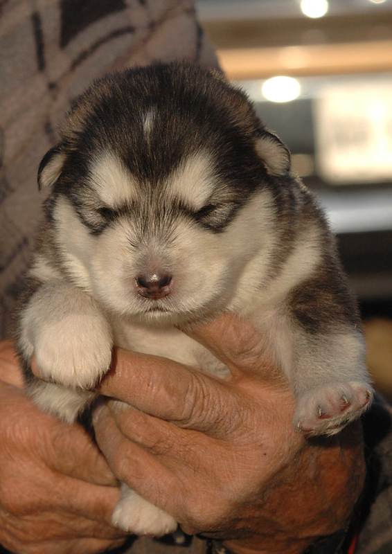 baby malamute for sale